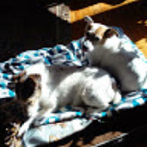 Meet your Posher, Flap